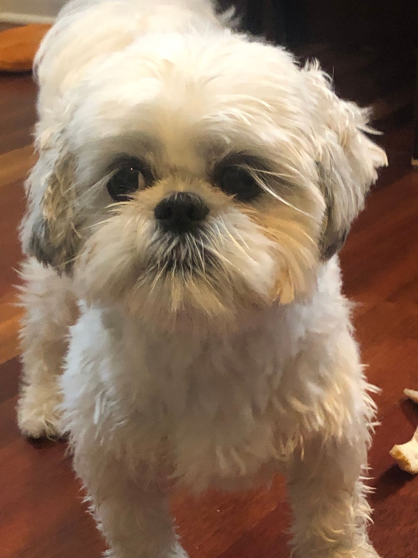 Rose, canine executive officer